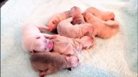 Female Dog's Cesarean Surgery ( C-Section )