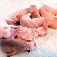 Female Dog's Cesarean Surgery ( C-Section )