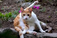 Male Cat's Neutering ( Orchidectomy - Castration )