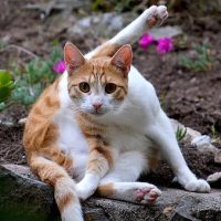 Male Cat's Neutering ( Orchidectomy - Castration )