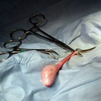 Male Dog's Neutering ( Orchidectomy - Castration )