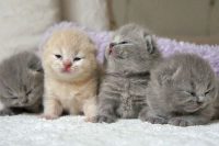 Female Cat's Cesarean Surgery ( C-Section )