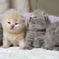 Female Cat's Cesarean Surgery ( C-Section )