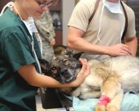 Female Dog's Neutering ( Ovariohysterectomy - Spay )