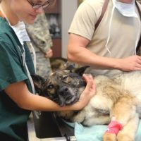 Female Dog's Neutering ( Ovariohysterectomy - Spay )