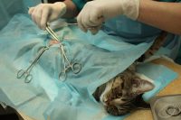 Female Cat's Neutering ( Ovariohysterectomy - Spay )