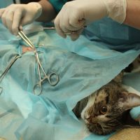 العمليات | Surgeries