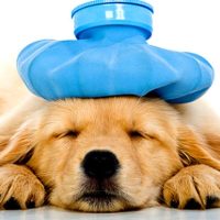 العلاج | Treatment
