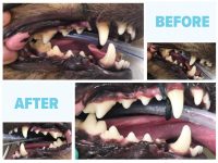 Dog's Dental Scaling - Image 2