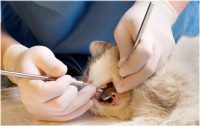 Cat's Dental Scaling