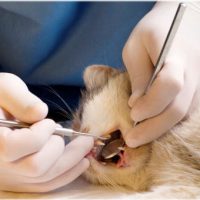 Cat's Dental Scaling