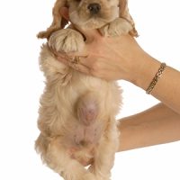 Hernia Surgery