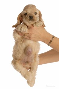Hernia Surgery
