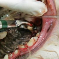Tooth Extraction Cat