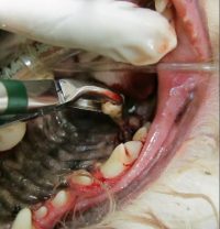 Tooth Extraction Cat