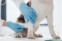 Wound Care | عناية بالجرح