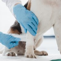Wound Care | عناية بالجرح
