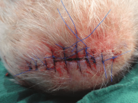 Wound Suturing