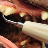 Dog's Dental Scaling