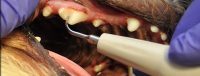 Dog's Dental Scaling