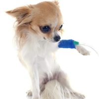 Small Dog's IV Fluids <15kg | محاليل كلاب صغيرة