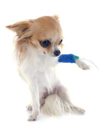 Small Dog's IV Fluids <15kg | محاليل كلاب صغيرة