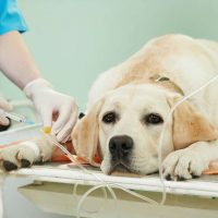 Large Dog's IV Fluids >25kg | محاليل كلاب كبيرة