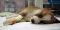 Medium Dog's IV Fluids 15-25kg | محاليل كلاب وسط