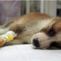 Medium Dog's IV Fluids 15-25kg | محاليل كلاب وسط