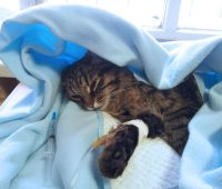 Cat's IV Fluids | محاليل قطط