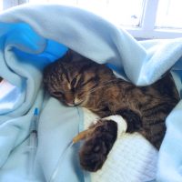 Cat's IV Fluids | محاليل قطط
