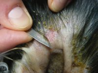 Skin Scraping + Microscopic Exam