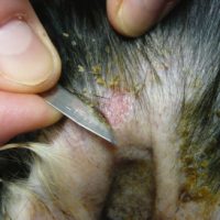 Skin Scraping + Microscopic Exam