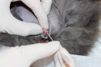 Urinary Catheterization | تركيب قسطرة بولية