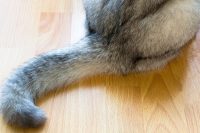 Tail Amputation ( Caudectomy )
