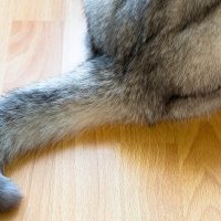 Tail Amputation ( Caudectomy )