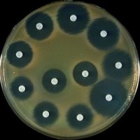Sensitivity Test | اختبار حساسية