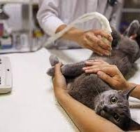 Ultrasonography | أشعة فوق صوتية