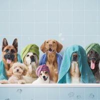 Shampoo
