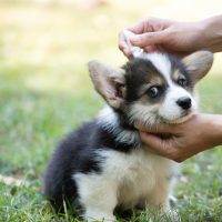 Anti flea & ticks